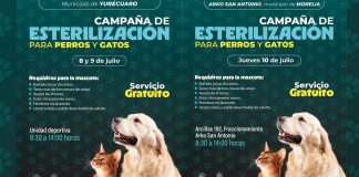 Campaña de esterilización animal gratuita en Yurécuaro y Morelia: SSM