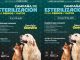 Campaña de esterilización animal gratuita en Yurécuaro y Morelia: SSM