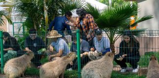 Escápate al zoológico y vive un verano inolvidable; conoce su horario de temporada