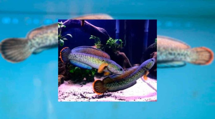 #VIDEO || El cazador cazado: Gato intenta atacar a un pez… ¡y el pez lo enfrenta!