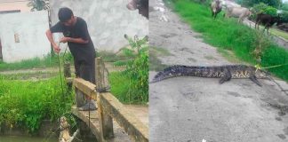 Hazaña en Ciudad Madero; un joven atrapó a un cocodrilo que fue desplazado por lluvias