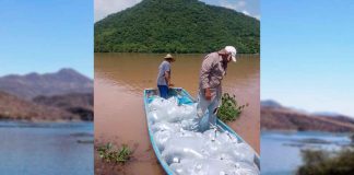 Compesca siembra 200 mil crías de tilapia en la Presa del Gallo en Tiquicheo