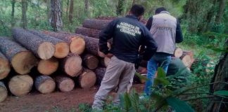 FGR investiga tala ilegal en comunidades indígenas de Michoacán