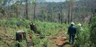 Aseguran comuneros falta de atención estatal y federal al bosque cheranence