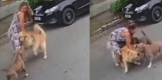 #VIDEO | Mujer embarazada lucha contra dos pitbulls para proteger a su perro