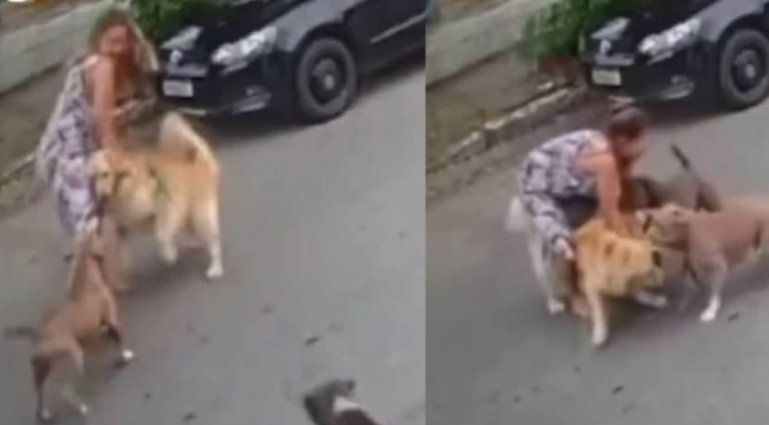 #VIDEO | Mujer embarazada lucha contra dos pitbulls para proteger a su perro