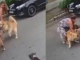 #VIDEO | Mujer embarazada lucha contra dos pitbulls para proteger a su perro