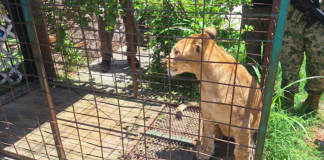Rescatan a cachorro de león en Puerto Vallarta