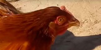 #VIDEO || Las gallinas que “se hipnotizan” con una simple línea