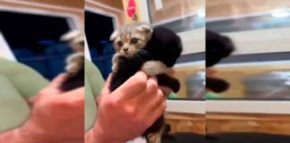 #VIDEO || Dos mininos abrazados para no ser separados: terminan siendo adoptados juntos