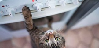 Gato tira olla con agua hirviendo de la estufa y provoca severas quemaduras a un niño