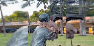 #VIDEO || Minino viral enternece las redes al dormir “abrazado” por una estatua