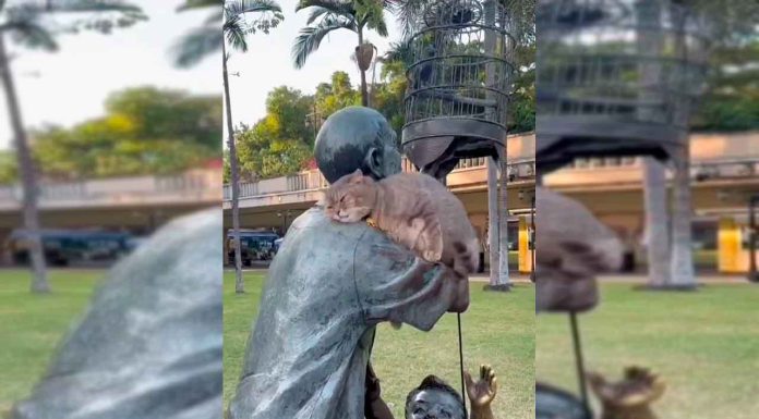 #VIDEO || Minino viral enternece las redes al dormir “abrazado” por una estatua