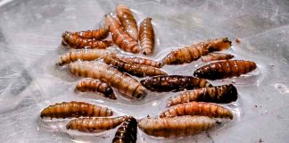 Cerca de 30 casos de gusano barrenador en humanos a nivel federal