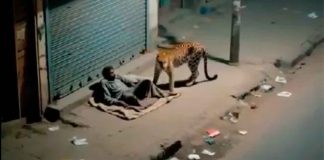 Un jaguar se acerca a un hombre indigente… ¡y se va por el olor!