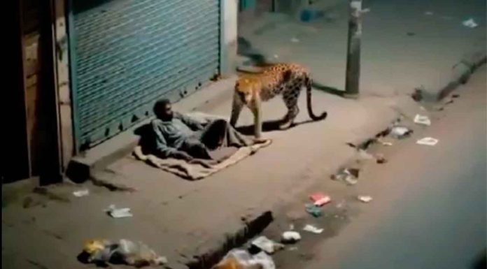 Un jaguar se acerca a un hombre indigente… ¡y se va por el olor!