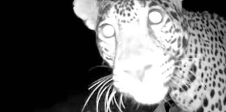 #VIDEO | Cámara trampa capta dos jaguares cerca de Chichén Itzá