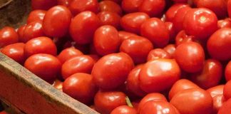 Sheinbaum en la ofensiva: diversificar mercados del jitomate es la prioridad