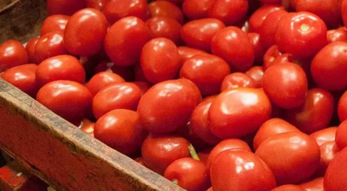 Sheinbaum en la ofensiva: diversificar mercados del jitomate es la prioridad