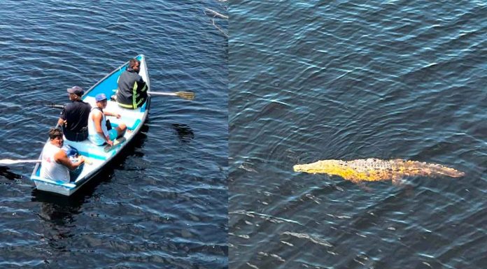 Autoridades continúan con la búsqueda del menor arrastrado por cocodrilos en Lázaro Cárdenas