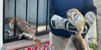 Crónica | El vuelo interrumpido de una lechuza bruja en el corazón de Zamora