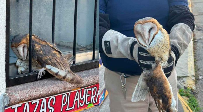 Crónica | El vuelo interrumpido de una lechuza bruja en el corazón de Zamora