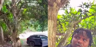 #VIDEO || El rey de la sabana no vino solo…