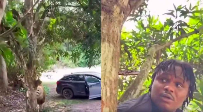 #VIDEO || El rey de la sabana no vino solo…