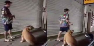 #VIDEO || Graban a hombre paseando a una leona por calles de Puerto Vallarta
