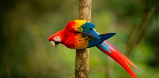 #VIDEO || Lalorita, el loro rojo que conquista TikTok cantando “canciones de señora”