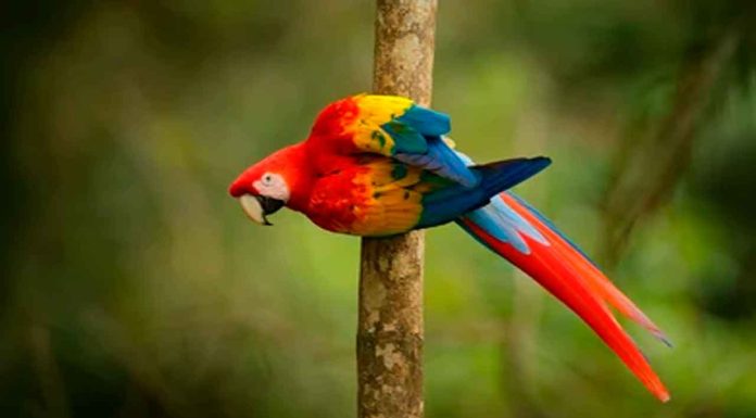 #VIDEO || Lalorita, el loro rojo que conquista TikTok cantando “canciones de señora”