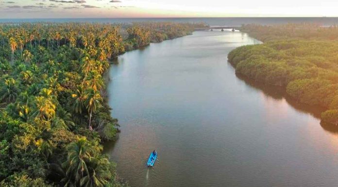 Manglares de Michoacán, más de 4 mil hectáreas de tesoro natural bajo protección: Secma