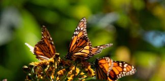 #VIDEO | Biosfera de la Monarca, un tesoro natural que cumple 17 años como Patrimonio Mundial: Sectur