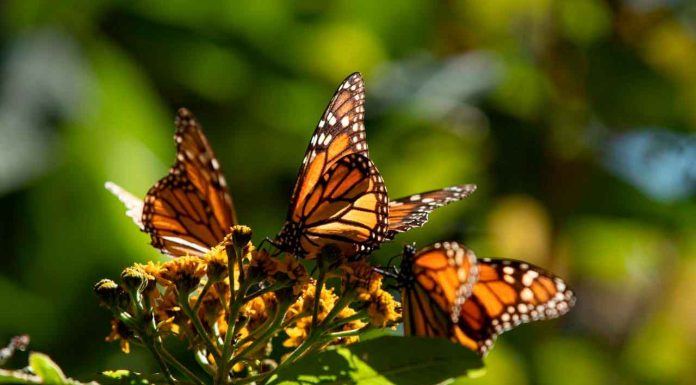 #VIDEO | Biosfera de la Monarca, un tesoro natural que cumple 17 años como Patrimonio Mundial: Sectur
