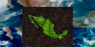 🌧️ ¡México reverdece! La naturaleza se abre paso tras las lluvias tropicales 🌿