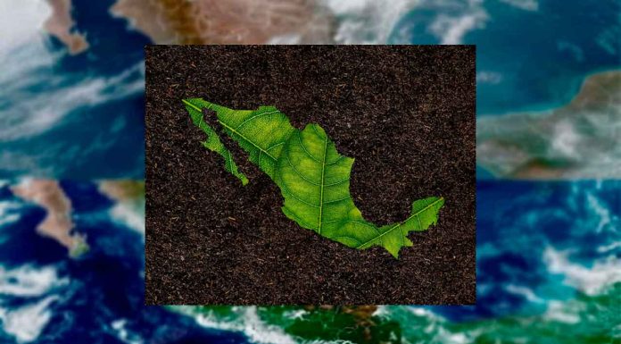 🌧️ ¡México reverdece! La naturaleza se abre paso tras las lluvias tropicales 🌿