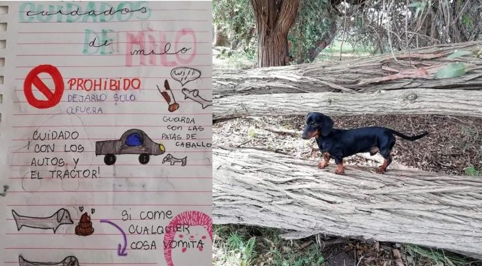 #VIRAL || Niña crea el manual más tierno y detallado para cuidar a su perrito durante sus vacaciones