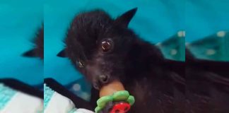 #VIDEO || Murciélagos con Chupete ¡Ternura alada en estado puro!✨🦇