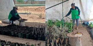 Gobierno de Morelia apuesta por el fortalecimiento ambiental, con nuevo vivero municipal