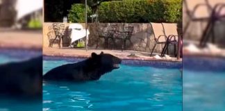 #VIDEO || Oso irrumpe en piscina de hotel y se da un chapuzón viral