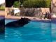 #VIDEO || Oso irrumpe en piscina de hotel y se da un chapuzón viral