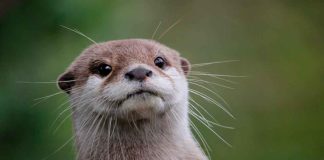 #VIDEO || El hipnótico nado circular que conquistó las redes