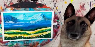 #VIDEO || Monkey, el pastor alemán con alma de Da Vinci