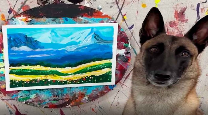 #VIDEO || Monkey, el pastor alemán con alma de Da Vinci