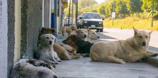 En su día, miles de perritos no disfrutan de un hogar por estar en situación de calle
