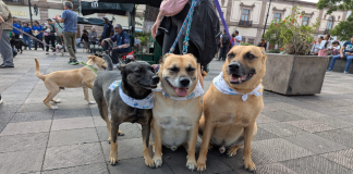 Celebran en Morelia el Día del Perro con caminata al Bosque Cuauhtémoc