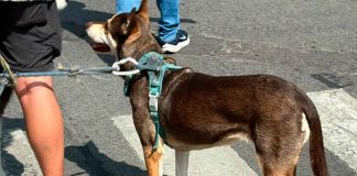 IMPA realizará una caminata para conmemorar el Día Mundial del Perro