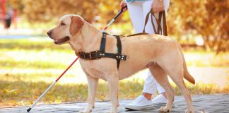 #VIDEO || Un lomito ejemplar regaña a conductores por no ceder el paso a su dueño invidente