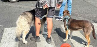 IMPA realizará actividades por el día mundial del perro hasta el próximo domingo 27 de julio