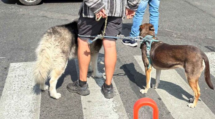 IMPA realizará actividades por el día mundial del perro hasta el próximo domingo 27 de julio